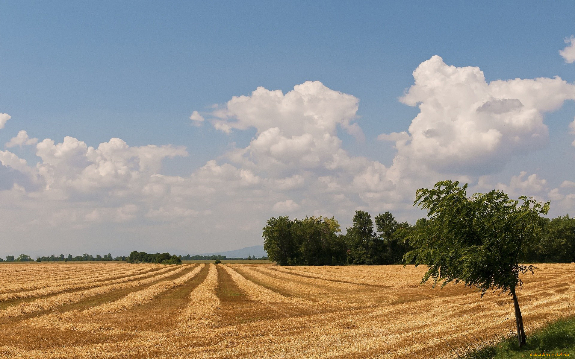 Пшеничное поле Вспаханное